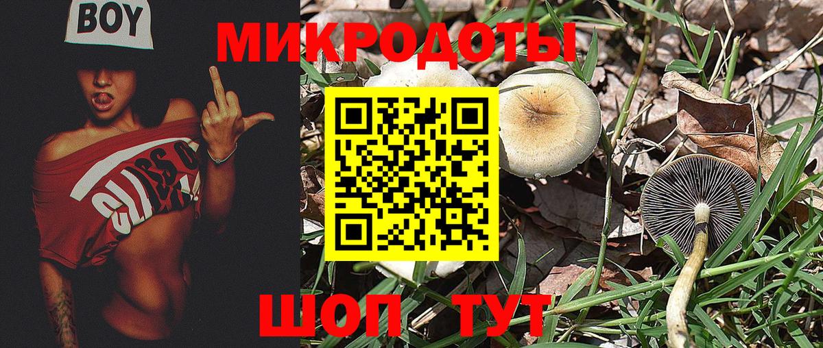Псилоцибиновые грибы Psilocybe Мичуринск